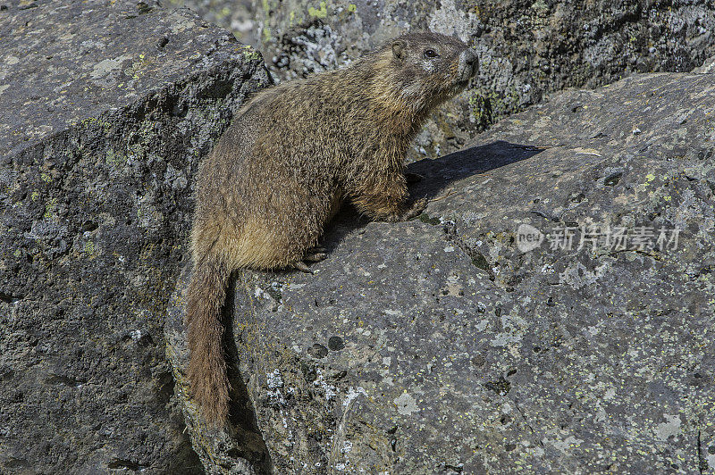 胆小的土拨鼠;Marmota flaviventris;在怀俄明州的黄石国家公园。